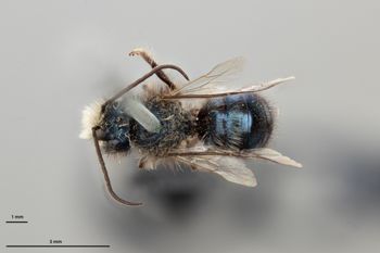 Media type: image;   Entomology 511688 Aspect: habitus dorsal view